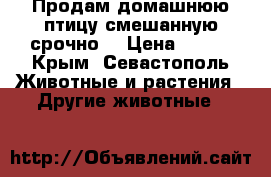 Продам домашнюю птицу смешанную срочно. › Цена ­ 200 - Крым, Севастополь Животные и растения » Другие животные   